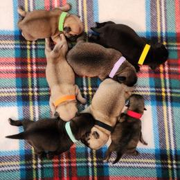 Pug Puppies from A Grumble of Love Kennels