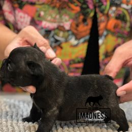 French Bulldog Puppies from Desert Madness Frenchies