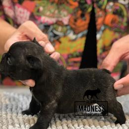 French Bulldog Puppies from Desert Madness Frenchies