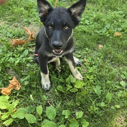 Purple Girl ( Ruby ) - Black and tan female Lapponian Herder puppy in Hunt, New York from Onnellinen Kennels Lapponian Herders