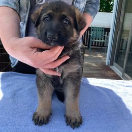 German Shepherd Puppies from Starlings German Shepherd