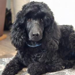 Bess - Black female Poodle puppy in Bauxite, Arkansas from Mountain Ridge Poodles