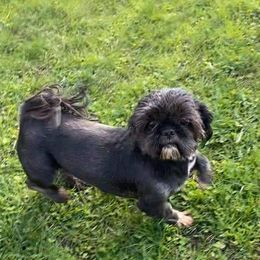 Ebony - Shih Tzu