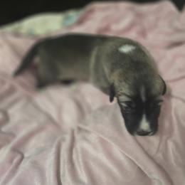 Anatolian Shepherd Dog Puppies from Florida Anatolian Shepherds