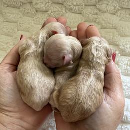 Butter( tiny toy) - Red male Maltipoo puppy in Fredericktown, Missouri from Doodle Pups Fur-Ever