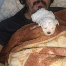 Maltese Puppies from Emotional Amor Support