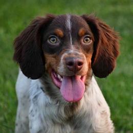 Odin - Liver white and orange male Brittany puppy in Hollidaysburg, Pennsylvania from Royal Flush Farms