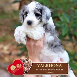 Valrhona - Blue merle and white female Sheepadoodle puppy in Cleveland, Tennessee from Narrow Path Old English & Sheepadoodles