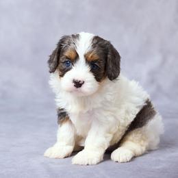 Aria - Merle female Cavapoo puppy in Apple Creek, Ohio from Grandeur Valley Puppies