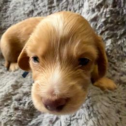 Gavroche - Red male Dachshund puppy in Eureka, California from Seaside Doxies
