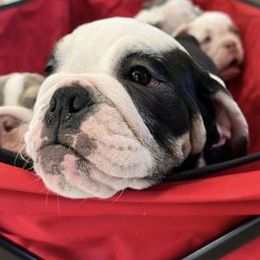 Bulldogs from Truffle Shuffle Bulldogs