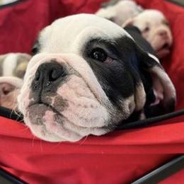 Bulldogs from Truffle Shuffle Bulldogs