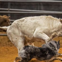 Australian Shepherds from Spangle Creek Aussies