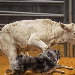 Australian Shepherds from Spangle Creek Aussies