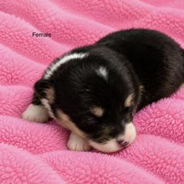 Girl 1 - Black and tan female Pembroke Welsh Corgi puppy in Port Republic, Maryland from Bestfurends