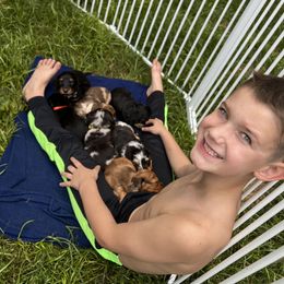 Dachshund Puppies from Royalty Grove Dachshunds