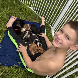 Dachshund Puppies from Royalty Grove Dachshunds