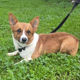 Canelo - Pembroke Welsh Corgi