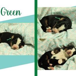 Boy 1 - Black rust and white male Bernese Mountain Dog puppy in Elkton, Maryland from Bernese Beauties