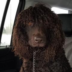 Suki - Irish Water Spaniel