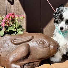 Squid - Black and white female Chinese Crested puppy in New Smyrna Beach, Florida from FronkLinn Kennel