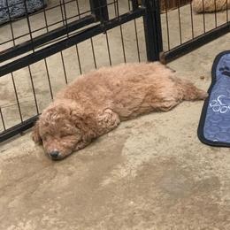 Sally - Apricot female Poodle puppy in Nacogdoches, Texas from BA Mini Poodles