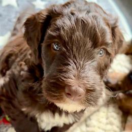 Charm - Brown male Bernedoodle puppy in Henrico, Virginia from Paws 4 Doodles, LLC