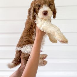 Bernedoodle, Bernese Mountain Dog, and Goldendoodle Puppies from Red Door Canines