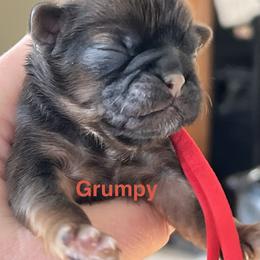 Grumpy - Chocolate and tan male Shih Tzu puppy in Bloomfield, Indiana from Meihem Pups