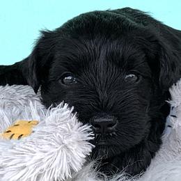 Miniature Schnauzer Puppies from Kindred’s Classic Miniature Schnauzers