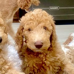 Poodles from Happy Hill Poodle