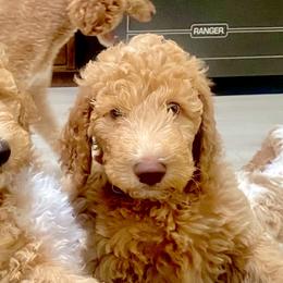 Poodles from Happy Hill Poodle