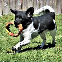 Stabyhouns from Cascata Del Pacifico Kennel