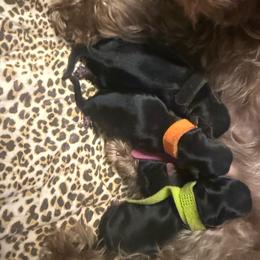 Grayson - Black and tan male Yorkipoo puppy in Tangipahoa County, Louisiana from Riche’ Louisiana Yorkies