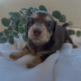 Onna - Chocolate and cream female Dachshund puppy in San Diego, California from Enchanted little dachshunds