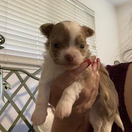 Eddy - Fawn and white male Chihuahua puppy in Red Bluff, California from Aye Chihuahua