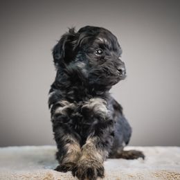 Watson - Black and tan male Schnoodle puppy in Caldwell, Idaho from Boise Doodle Co.