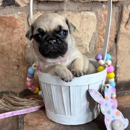 Pink collar - Fawn female Pug puppy in Tucson, Arizona from Furever Friends