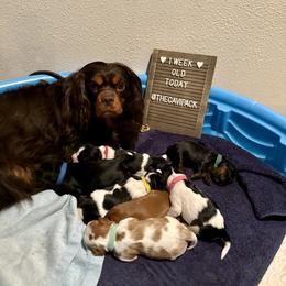 Cavalier King Charles Spaniel Puppies from The Cavi Pack