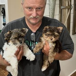 Biewer Terrier and Yorkshire Terrier Puppies from Judy McCallum