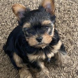 Yorkshire Terriers from Joanne’s silky Yorkie’s