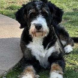 Jetta - Bernedoodle