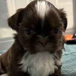 Drake - Liver and white male Shih Tzu puppy in Tallahassee, Florida from Bows and Bow Ties