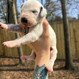 Green - White and black male Dalmatian puppy in Demorest, Georgia from Dixon Dalmatians