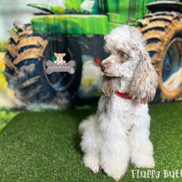 Cavalier King Charles Spaniels and Golden Retrievers from Fluffy Buttz