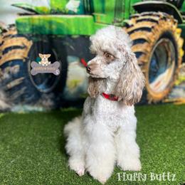 Cavalier King Charles Spaniels and Golden Retrievers from Fluffy Buttz