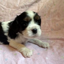 Cavalier King Charles Spaniel Puppies from Dawson’s Creek Breeding