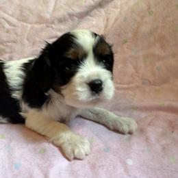 Cavalier King Charles Spaniel Puppies from Dawson’s Creek Breeding