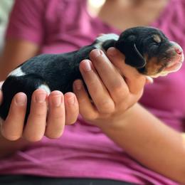 Male 2 - Black brown and white male Basset Hound puppy in Lindley, New York from Hill Top Basset Hounds & Cane Corso