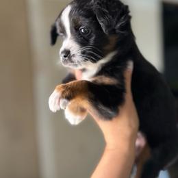 York... Peppermint Patty - Black tri male Miniature Australian Shepherd puppy in Clarkesville, Georgia from North Georgia Gems
